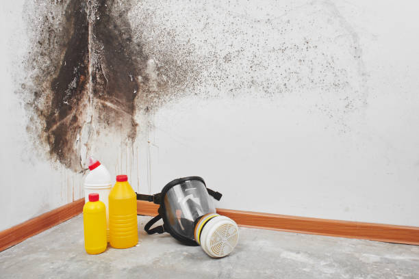Best Residential Mold Remediation in Pocola, OK