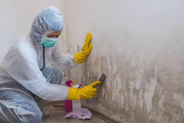 Best Residential Mold Remediation in Pocola, OK