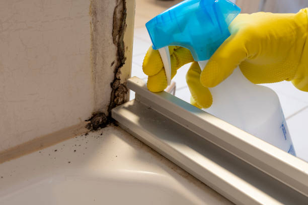 Best Kitchen Mold Remediation in Pocola, OK