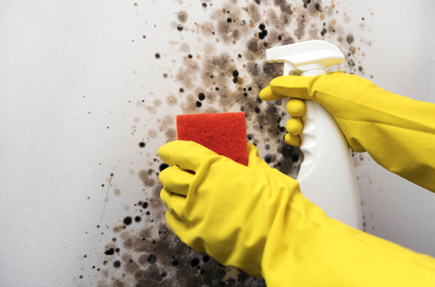 Best HVAC Mold Remediation in Pocola, OK