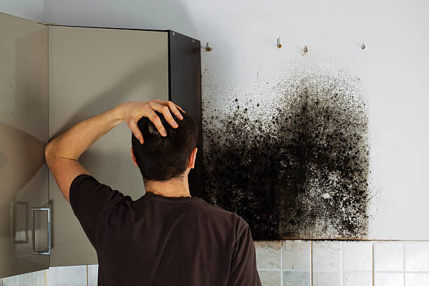 Professional Mold Remediation in Pocola, OK